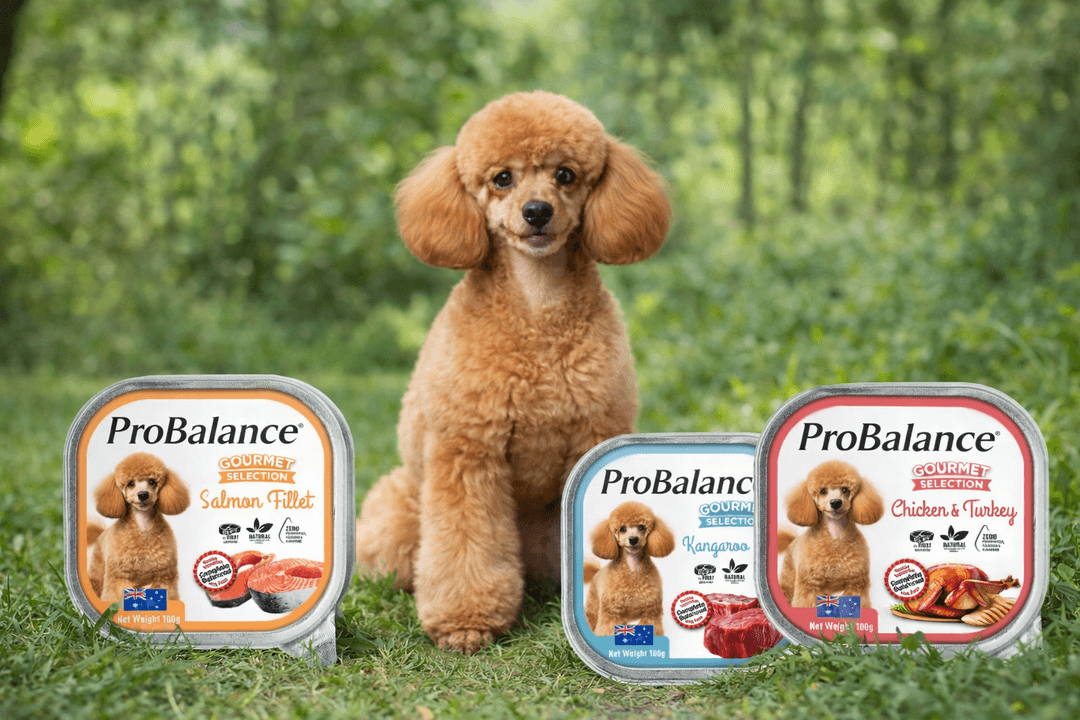 ProBalance - Dog Wet Food Campaign (Q1 2026)