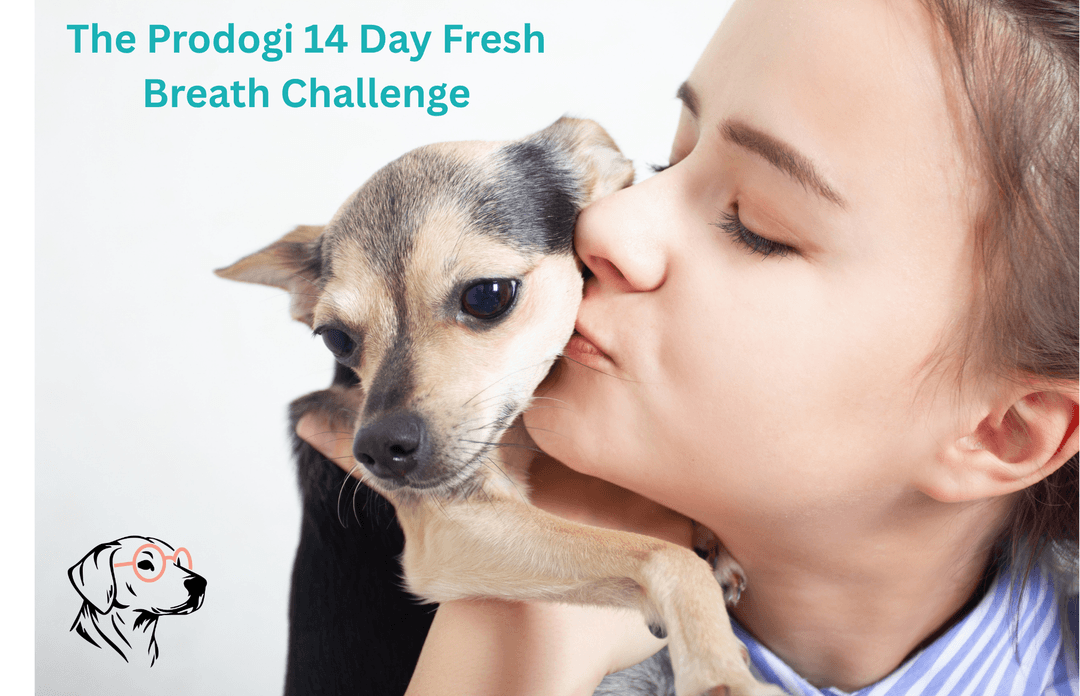 Prodogi 14-Day Fresh Breath Challenge 🐶 (Free Product + $50 + Referral Commissions)