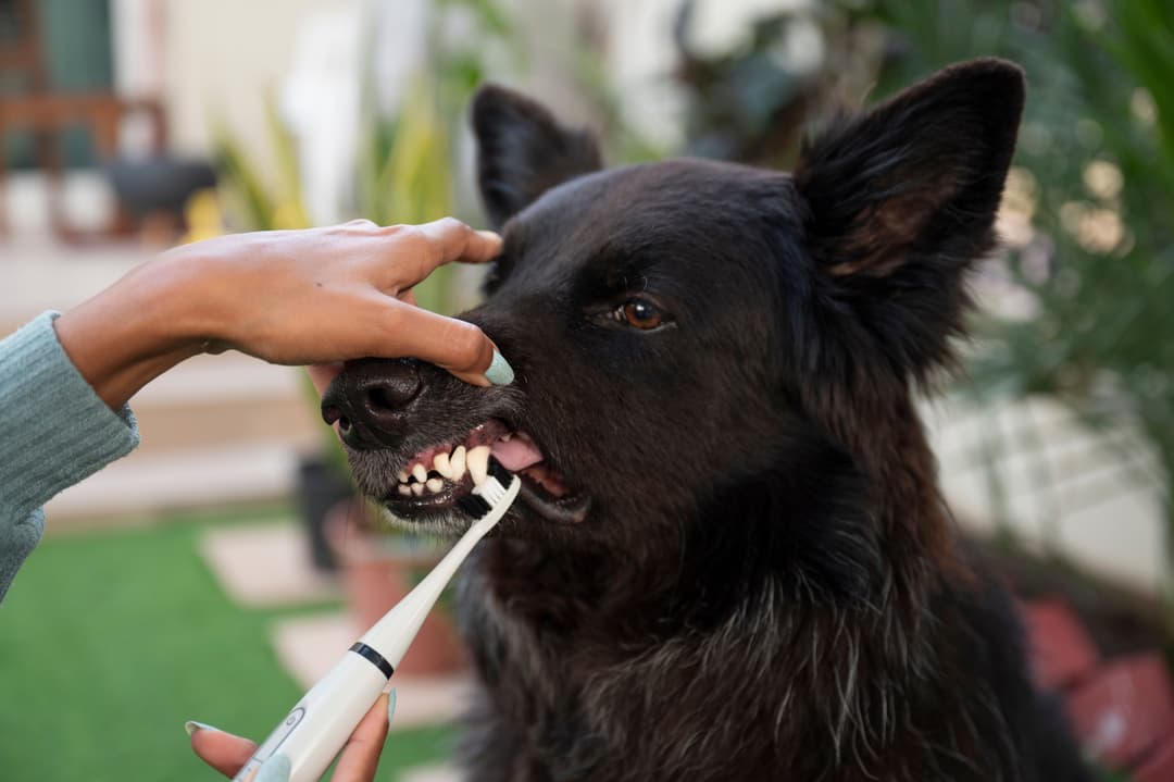 MyPetLab Campaign