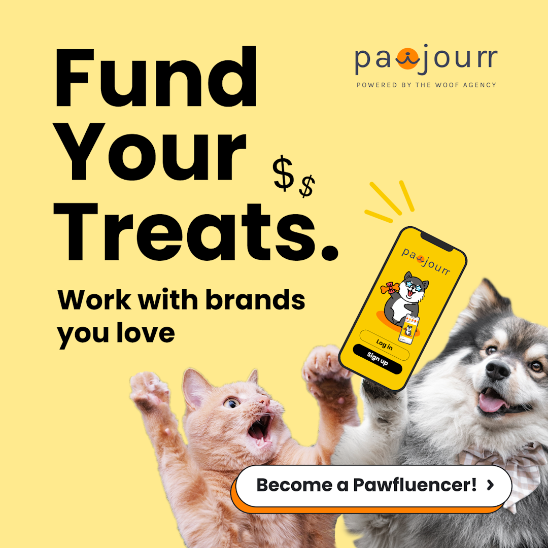 Your first task with Pawjourr 👨🏻‍💻