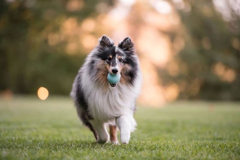 Pet Lifestyle and You - P.L.A.Y. Campaign