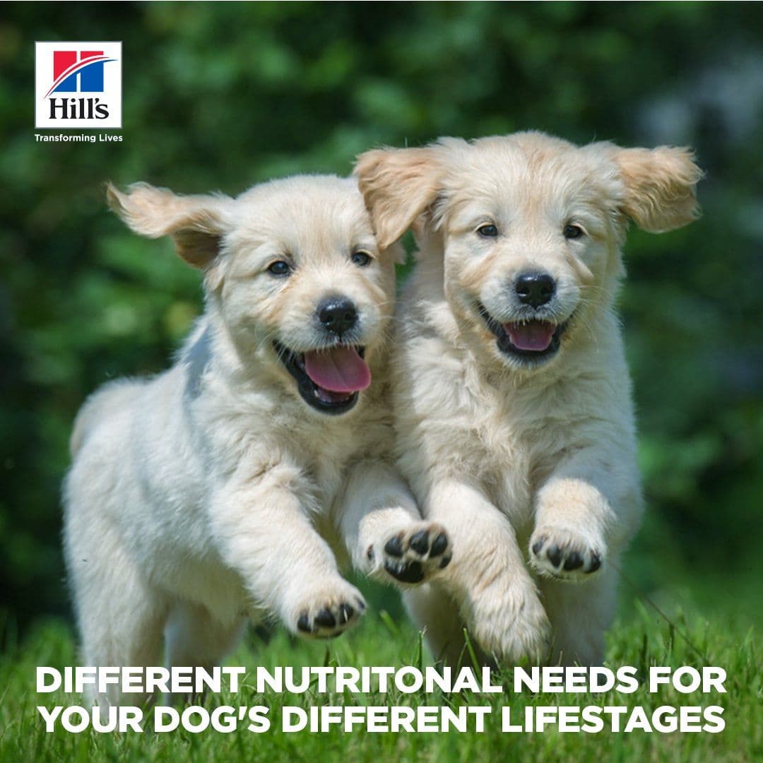 Hill's Science Diet x Sensitive Stomach & Skin for Puppy and Kitten (UGC Video) - MY