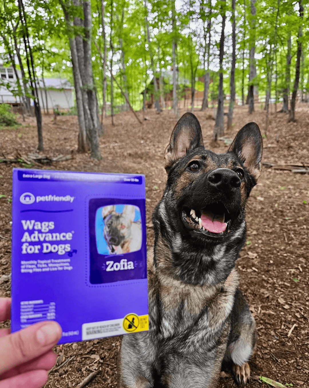 Petfriendly Box - Spring Edition
