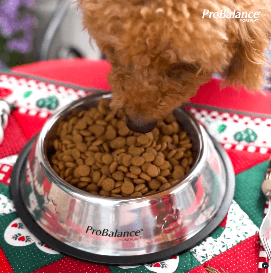 Probalance MY x KOL marketing