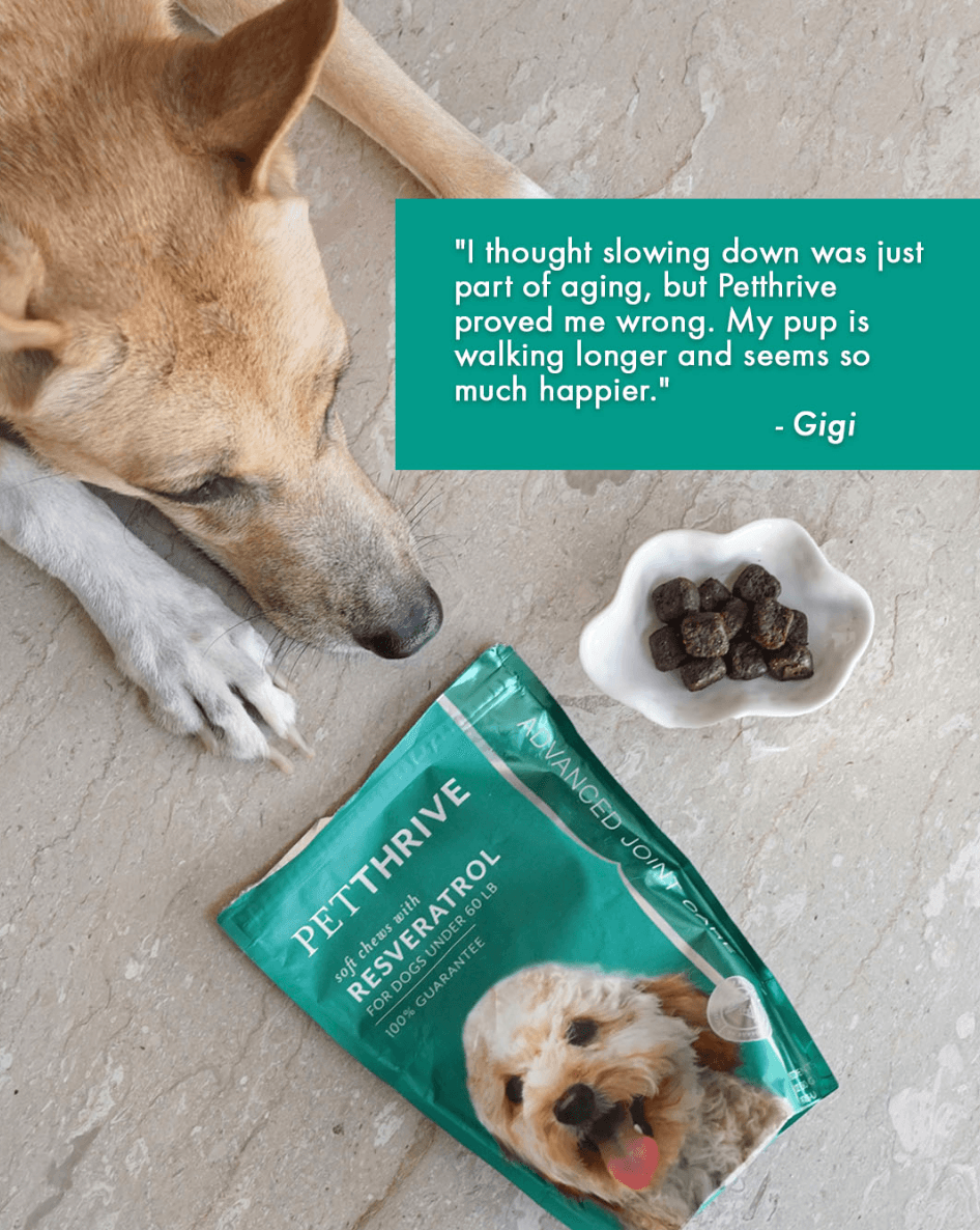 Petthrive Influencer Campaign (Dec 2025 - Jan 2026)