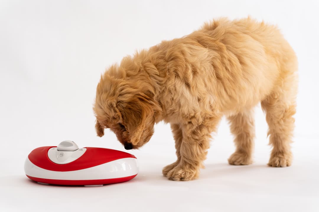 Is Your pup a Messy Drinker or a Chewer? From Mess to Clean , Let’s Fix That.